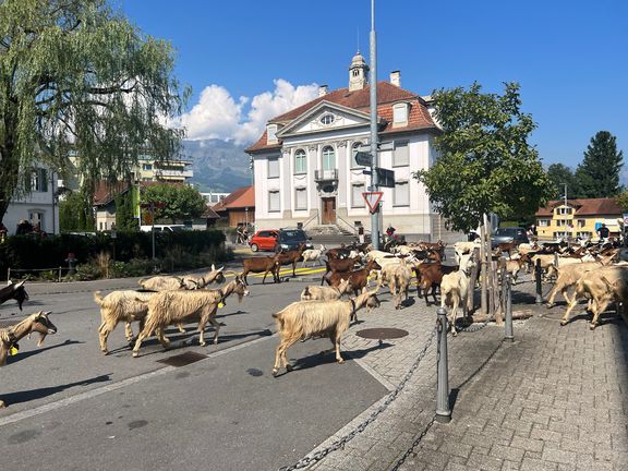 Ziegen auf der St. Gallerstrasse; Alpabfahrt Malschüel September 2023
